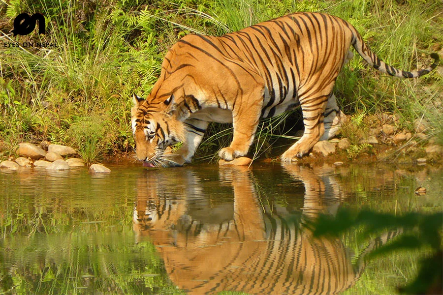 Activity Bardia National Park